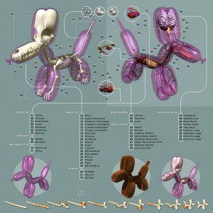 Pneumatic Anatomica